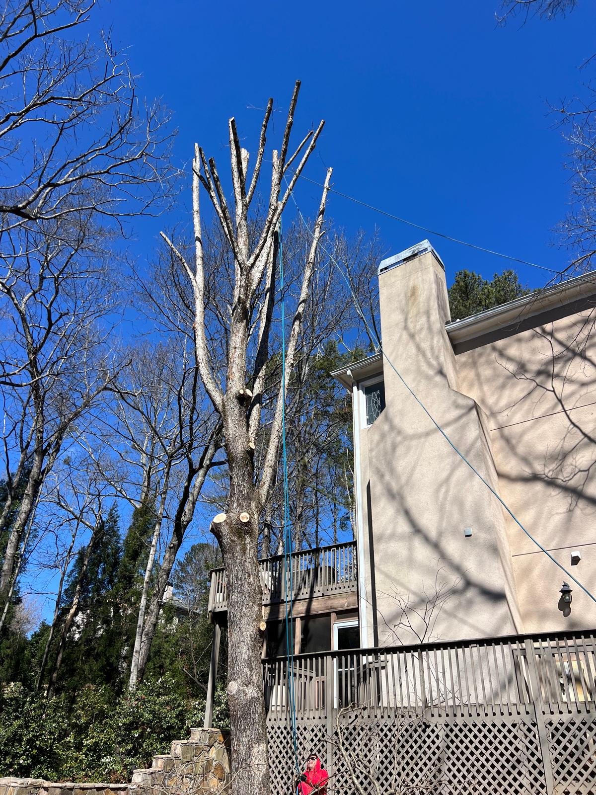 Residential Tree Service, Atlanta